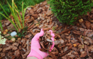 when to mulch landscape