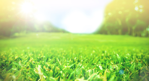 lawn care Long Island New York