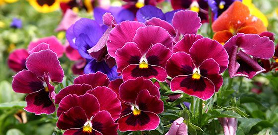 commercial landscape NY