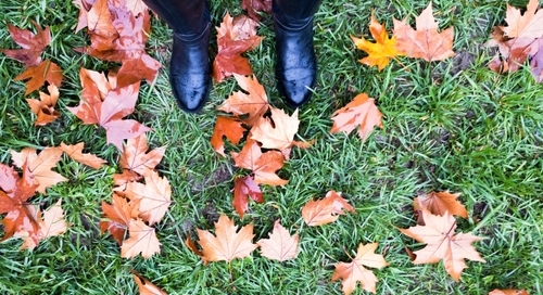 winter yard work tips cerullo landscape NY