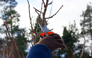 commercial landscape design tree pruning NY