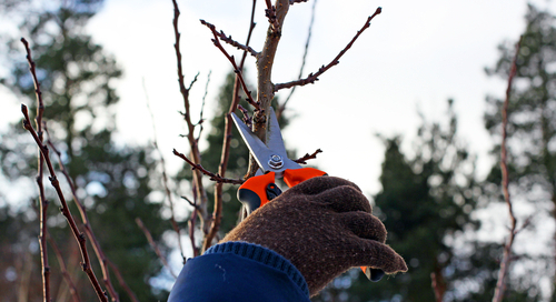 commercial landscape design tree pruning NY