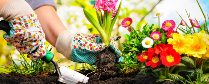 summer-gardening-and-irrigation-tips-new-york