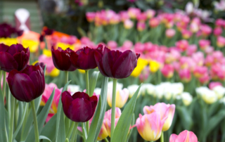 winter landscaping ideas landscape contractor new york