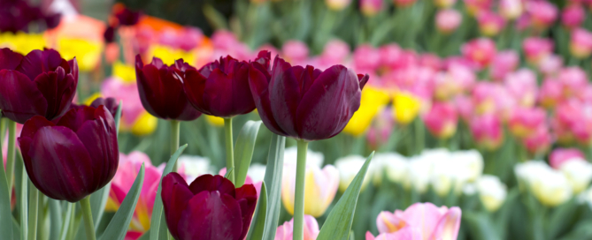 winter landscaping ideas landscape contractor new york