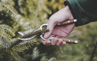 winter pruning tips commercial residential landscaping