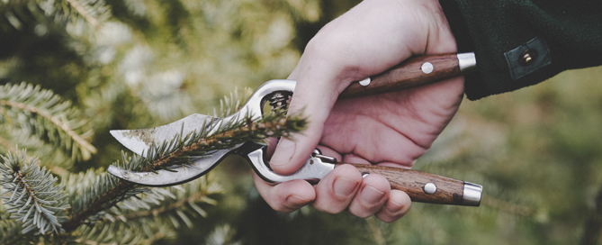 winter pruning tips commercial residential landscaping