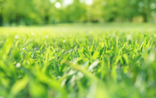 commercial landscaping contractor nyc