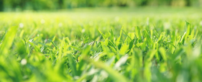 commercial landscaping contractor nyc
