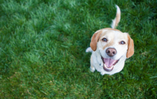 lawn care lawn maintenance landscape company nyc nassau county