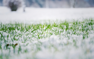 winter landscaping tips - nassau county nyc