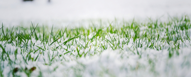 winter landscaping tips - nassau county nyc