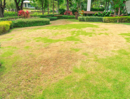 How to Repair Your Lawn After a Summer Drought