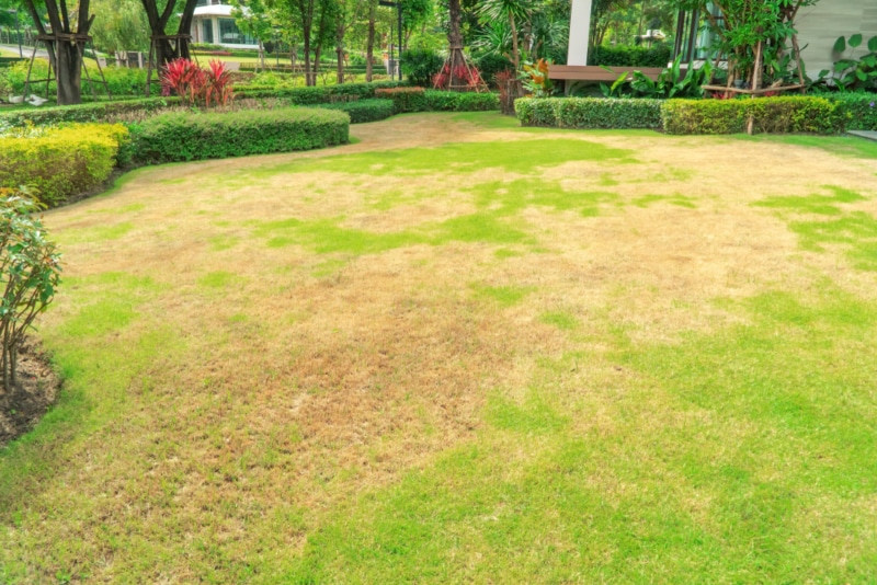 How to Repair Your Lawn After a Summer Drought Cerullo Landscape & Irrigation