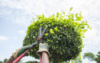 end-of-summer-gardening-landscaping-tips