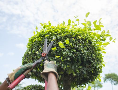 How to Get Your Shrubs and Trees Ready for the End of Summer