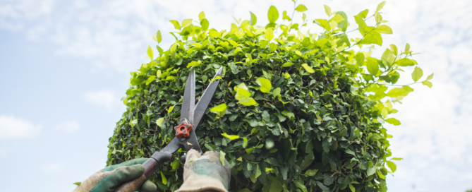 end-of-summer-gardening-landscaping-tips