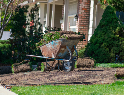 Helpful Tips for Lawn Renovation