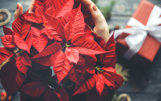 holiday-poinsettia-landscape-care-nassau-county-nyc