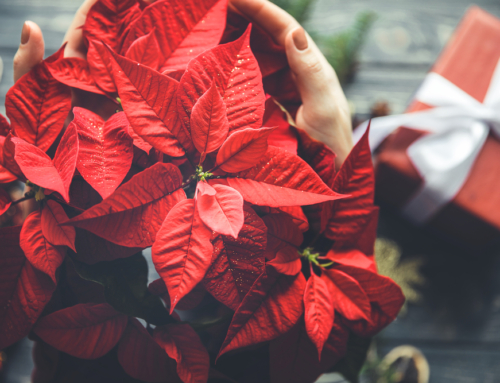 How to Take Care of Holiday Poinsettias