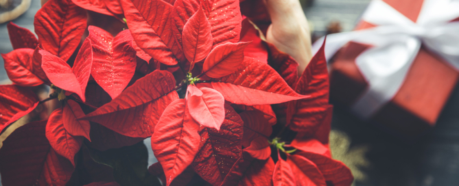 holiday-poinsettia-landscape-care-nassau-county-nyc