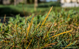 lawn-disease-residential-landscape-design-contractor-nassau-county