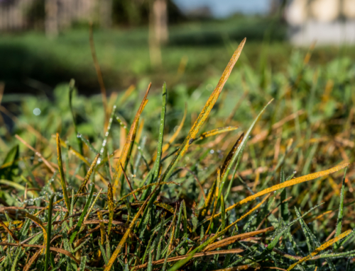 How Rust Lawn Disease Comes About and How to Keep it From Spreading