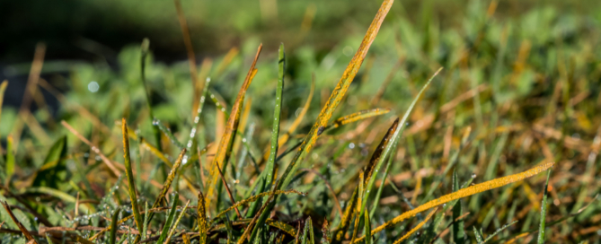 lawn-disease-residential-landscape-design-contractor-nassau-county