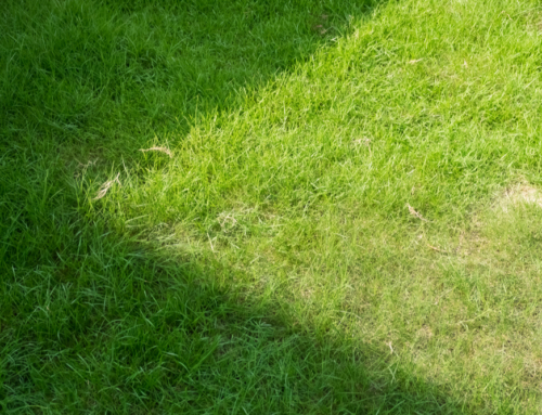 What To Do When Grass Is Not Growing in a Shady Area