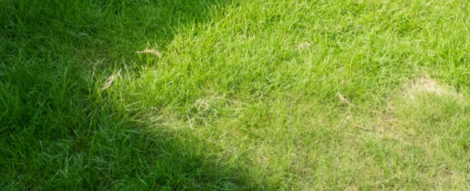 professional-commercial-and-residential-landscaping-company-nassau-county-nyc