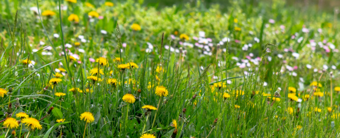residential-commercial-landscaping-contractor-service-nassau-county-nyc