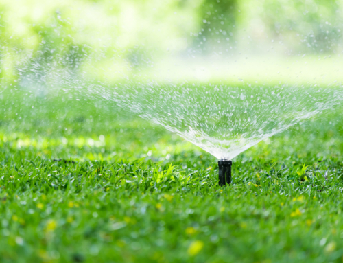 How To Keep Your Lawn Hydrated During Summertime