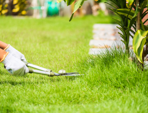 Summer Lawn Care Mistakes That Are Easy to Make
