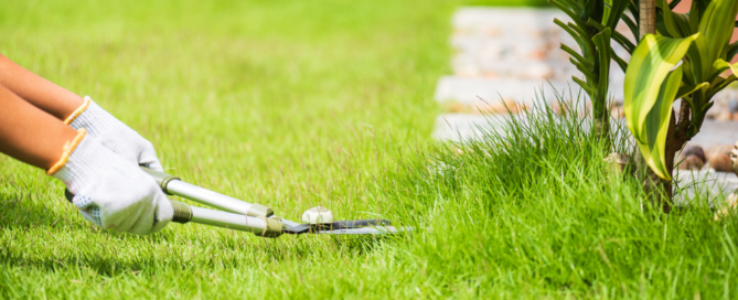 summer-lawn-care-tips-nassau-county-nyc