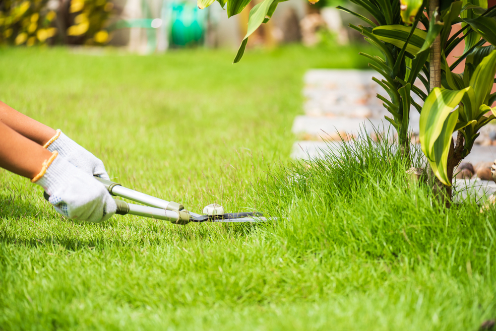 summer-lawn-care-tips-nassau-county-nyc