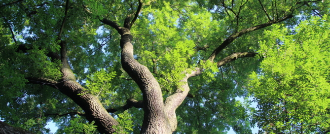 residential-commercial-landscape-expert-service-nassau-county-long-island-nyc