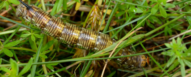 sod-soil-warm-pest-control-anaheim-hills