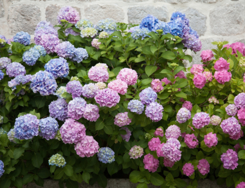 10 Best Plants for Landscaping Your Backyard