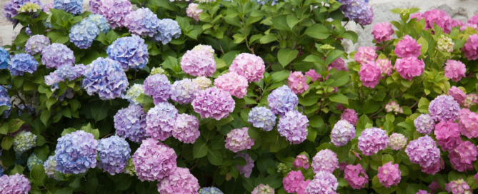 commercial-residential-landscaping-tips-ny-nassau-county