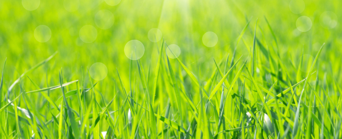 professional-landscape-expert-healthy-lawn-tips-ny