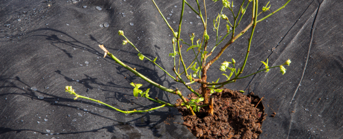 lawn and landscape maintenance service nassau county long island ny