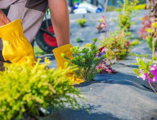 The Perks of Professionalism: Benefits of Hiring a Landscape Contractor