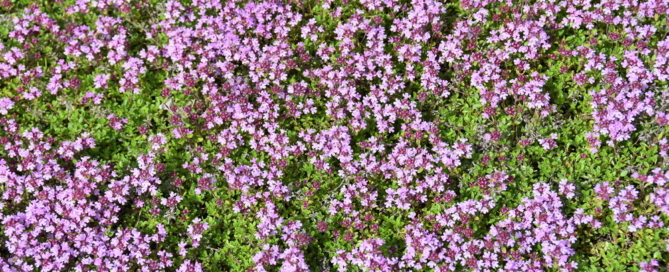 residential landscaping contractor tips nassau county long island ny