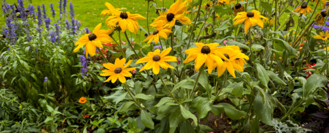 incorporating native plants into your landscape residential landscpaing tips