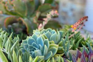 Designing a Low-Maintenance Landscape: Beauty Without the Extra Effort