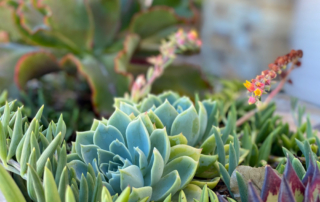 Designing a Low-Maintenance Landscape: Beauty Without the Extra Effort