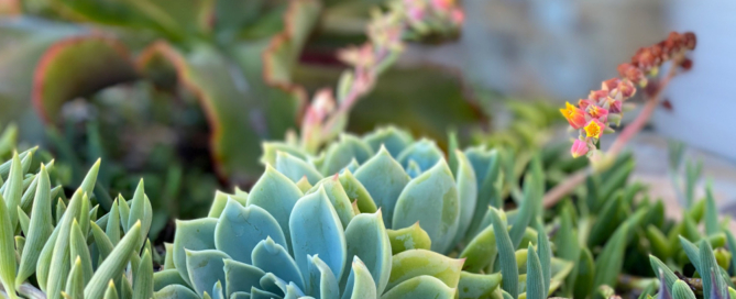 Designing a Low-Maintenance Landscape: Beauty Without the Extra Effort