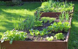The Benefits of Using Raised Garden Beds for Gardening