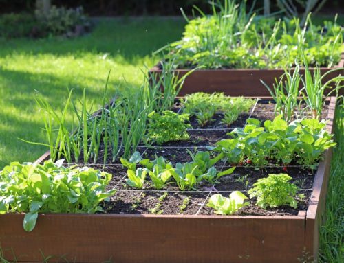 The Benefits of Using Raised Garden Beds for Gardening