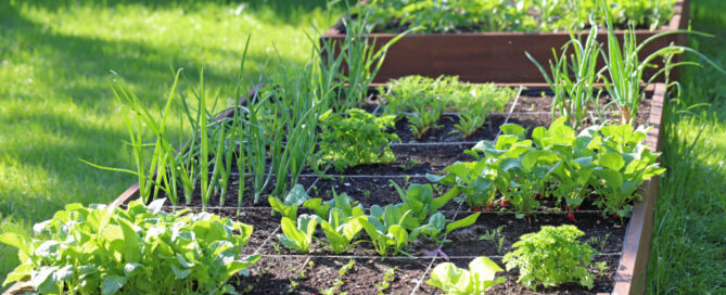 The Benefits of Using Raised Garden Beds for Gardening